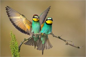 Vogels Achtergronden 