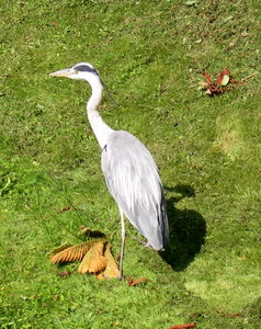 Vogels Achtergronden 