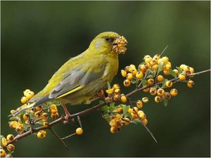 Vogels Achtergronden 