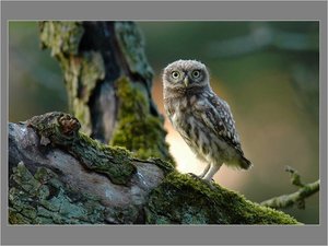 Vogels Achtergronden 