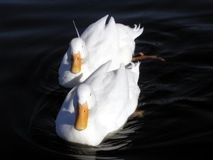 Vogels Achtergronden 