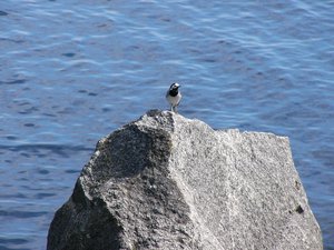 Vogels Achtergronden 