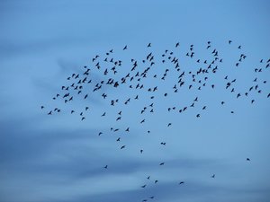 Vogels Achtergronden 