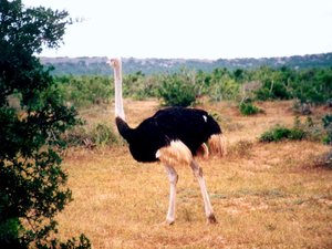 Vogels Achtergronden 