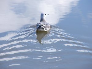 Vogels Achtergronden 