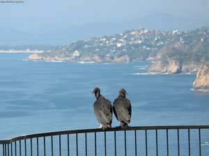 Vogels Achtergronden 