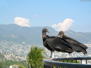 Vogels Achtergronden 