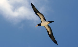 Vogels Achtergronden 