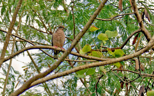 Vogels Achtergronden 