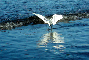 Vogels Achtergronden 