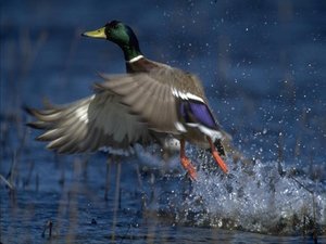 Vogels Achtergronden 