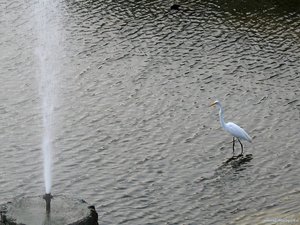 Vogels Achtergronden Fontein Vogel