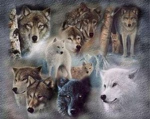 Achtergronden Wolves 
