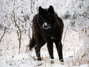 Achtergronden Wolves 