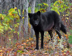 Achtergronden Wolves Zwarte Wolf