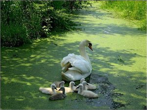 Zwanen Achtergronden 