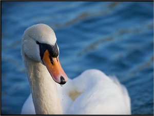 Zwanen Achtergronden 