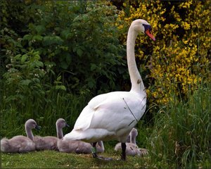 Zwanen Achtergronden 