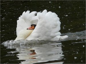 Zwanen Achtergronden 