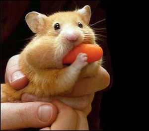 Dieren Avatars Hamster 