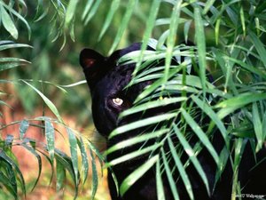 Dieren Avatars Zwarte panter  