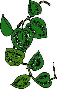 Cliparts Bloemen en planten Bladeren 