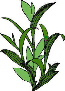 Cliparts Bloemen en planten Bladeren 