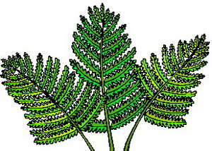 Cliparts Bloemen en planten Bladeren 