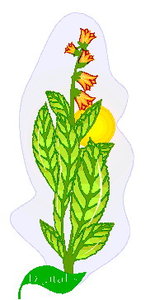 Cliparts Bloemen en planten Bladeren 