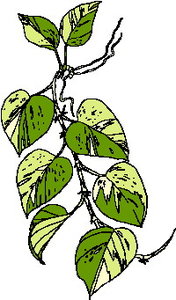 Cliparts Bloemen en planten Bladeren 