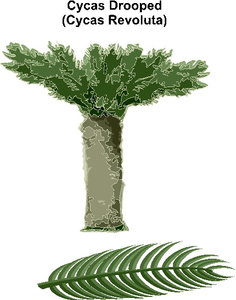 Cliparts Bloemen en planten Bomen 