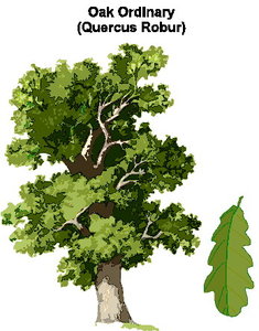 Cliparts Bloemen en planten Bomen 