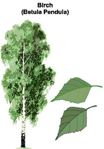 Cliparts Bloemen en planten Bomen 