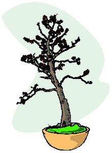 Cliparts Bloemen en planten Bonsai 