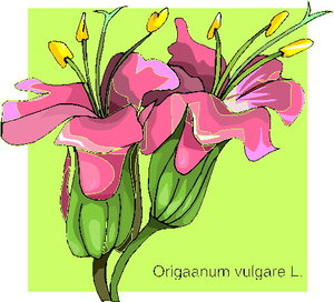 Cliparts Bloemen en planten Orchidee 