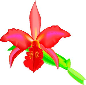 Cliparts Bloemen en planten Orchidee 