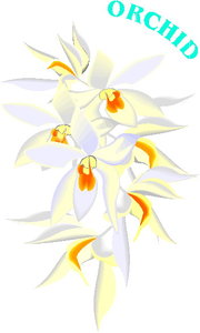 Cliparts Bloemen en planten Orchidee 