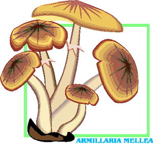 Cliparts Bloemen en planten Paddestoelen 