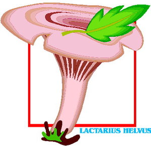 Cliparts Bloemen en planten Paddestoelen 