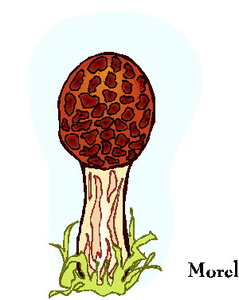 Cliparts Bloemen en planten Paddestoelen 