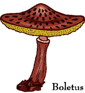 Cliparts Bloemen en planten Paddestoelen 