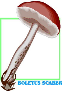 Cliparts Bloemen en planten Paddestoelen 