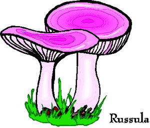 Cliparts Bloemen en planten Paddestoelen 