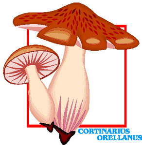 Cliparts Bloemen en planten Paddestoelen 