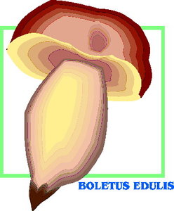 Cliparts Bloemen en planten Paddestoelen 