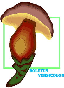 Cliparts Bloemen en planten Paddestoelen 