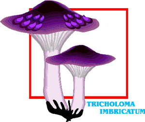 Cliparts Bloemen en planten Paddestoelen 