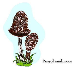 Cliparts Bloemen en planten Paddestoelen 