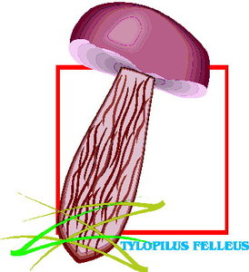 Cliparts Bloemen en planten Paddestoelen 