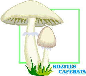 Cliparts Bloemen en planten Paddestoelen 